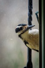 DSC_4712.jpg