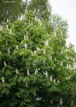 Conker Tree.jpg