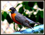 Robin in Yard.jpg