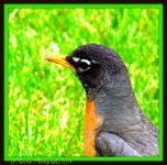 Robin Close Up.jpg