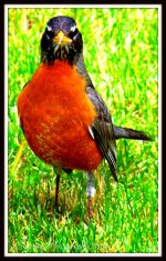 Robin Posing.jpg