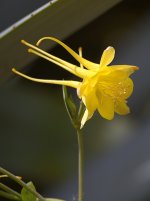 Aquilegia.jpg