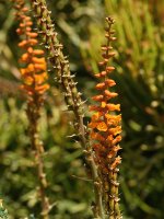 CactusFlower2.jpg