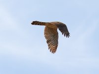 CoopersHawk.jpg