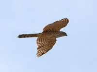 CoopersHawk3.jpg