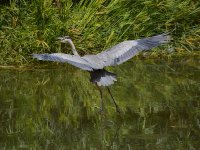 BlueHeron7.jpg