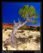 Day123Tree.jpg