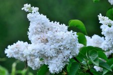 white flower.jpg