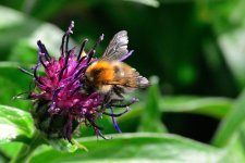Bee on purple.jpg