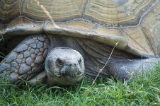 zoo-tortoise1_zps544f2726-L.jpg