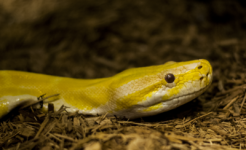 zoo-python1_zpsbd90b10b-S.png