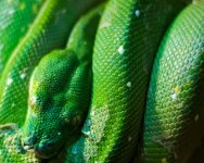 zoo-snake7-M.jpg