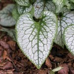 Big Leaf.jpg