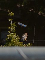 HawkBlueBird.jpg