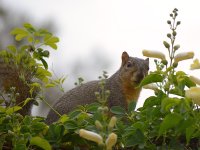 Squirrel2.jpg
