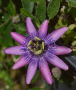 Passiflora.jpg