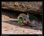 Day124_Lizard.jpg