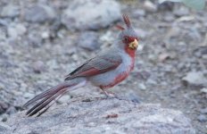 Bird (101 of 1).jpg