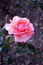 DSC_0333.jpg