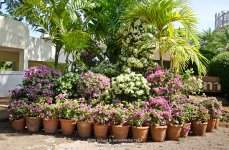 blumen-1.jpg