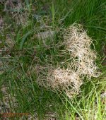 126 Plant-140506_01.jpg