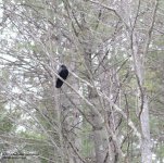 127 Crow-140507_01.jpg