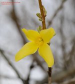 127 Forsythia-140507_01.jpg
