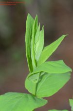 127 Leaves-140507_01.jpg