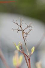 127 Stalk-140507_01.jpg 127 Stalk-140507_01.jpg