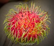 rambutan-1.jpg