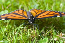 monarch.jpg