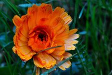 Orange flower drops.jpg