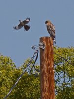 Hawk.jpg
