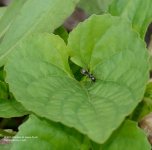 128 Ant-140508_01.jpg