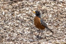 DSC_9069.jpg