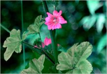 flower.jpg