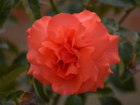 Rose2.jpg