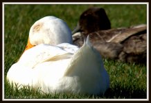 Ducks Napping Time.jpg