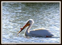 Pelican in Spring.jpg