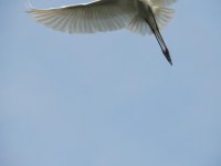 DSCN9547.jpg