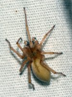 Spider2.jpg