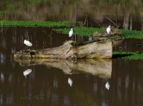 Spoonbills.jpg
