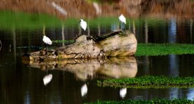 Three Little Spoonbills all in a row.jpg