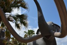 Mad Elephant Orig.jpg