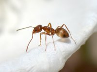 Ant.jpg