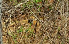 DSC_2130.jpg
