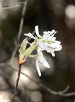 129 White Flowers-140509_01.jpg