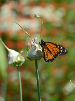 Monarch.jpg