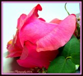 Pink Rose.jpg