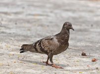 bird-walk-1.jpg